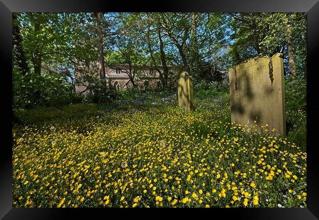 Churchyard Wildflowers and Buttercups Framed Print by Martyn Arnold
