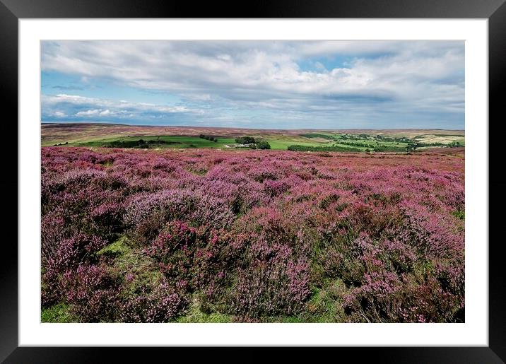 Moorland Heather North York Moors Framed Mounted Print by Martyn Arnold