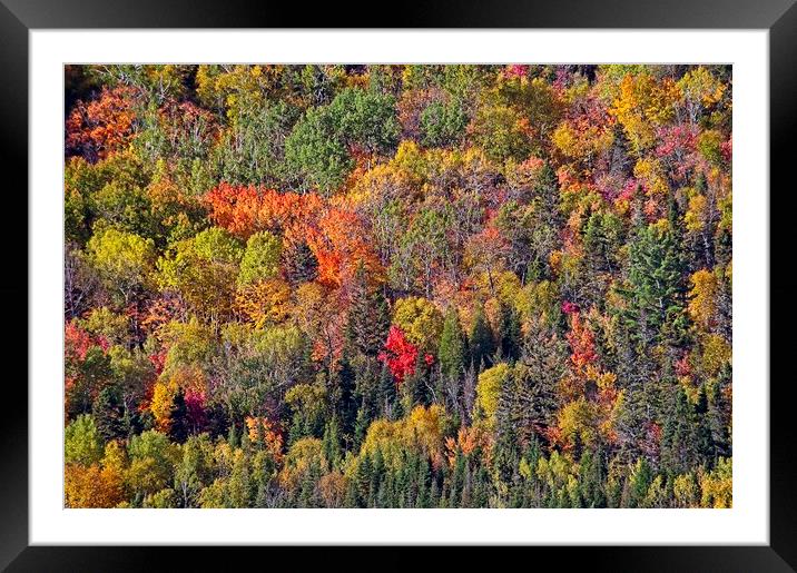 Autumn Tree Colours in Saguenay Fjord, Quebec, Canada  Framed Mounted Print by Martyn Arnold