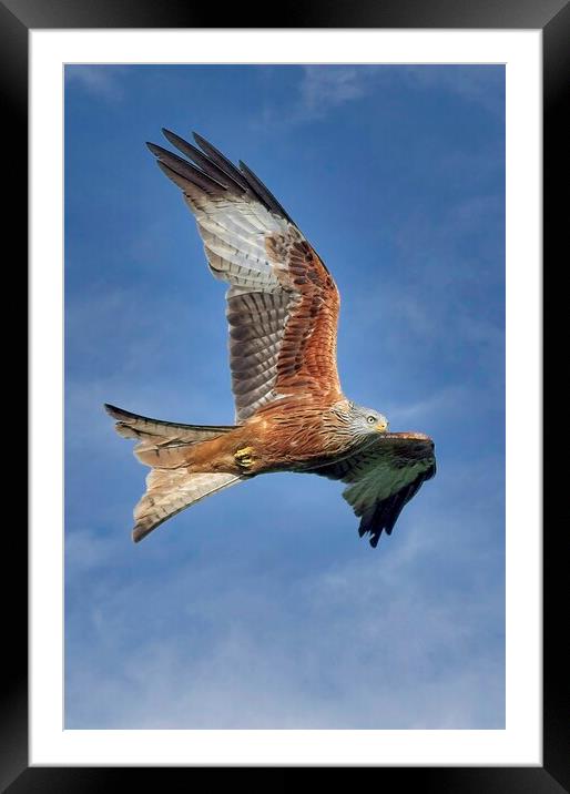 Red Kite Bird of Prey (Milvus Milvus) Framed Mounted Print by Martyn Arnold