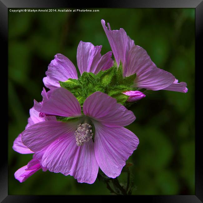 Wild Mallow Framed Print by Martyn Arnold