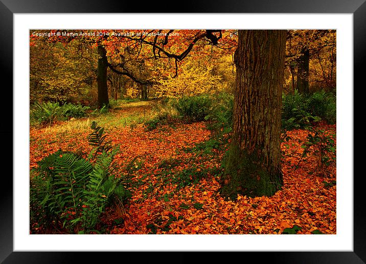 Woodland Trees Framed Mounted Print by Martyn Arnold