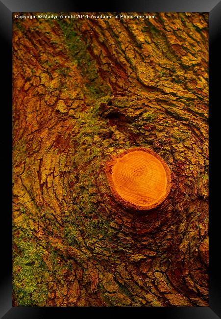 Wood  Bark and Grain Framed Print by Martyn Arnold