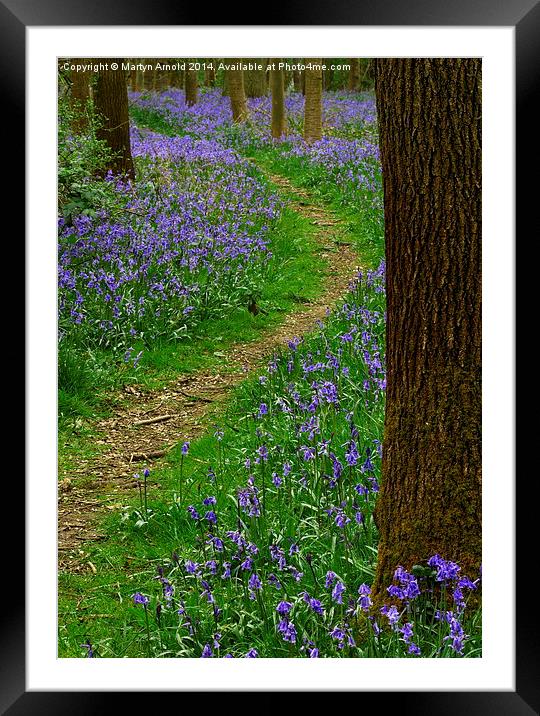 Bluebell Wood in Northamptonshire Framed Mounted Print by Martyn Arnold