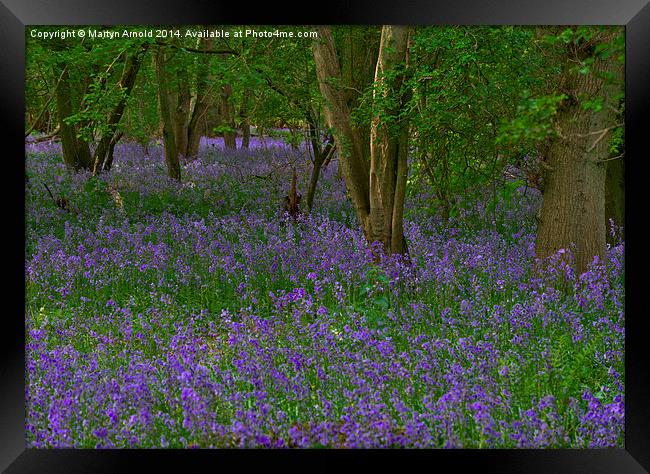 Bluebell Woodland in Northamptonshire Framed Print by Martyn Arnold