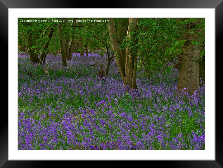 Bluebell Woodland in Northamptonshire Framed Mounted Print by Martyn Arnold