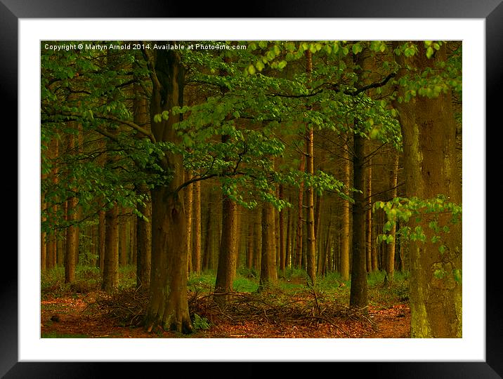 The Forest Woodland Framed Mounted Print by Martyn Arnold