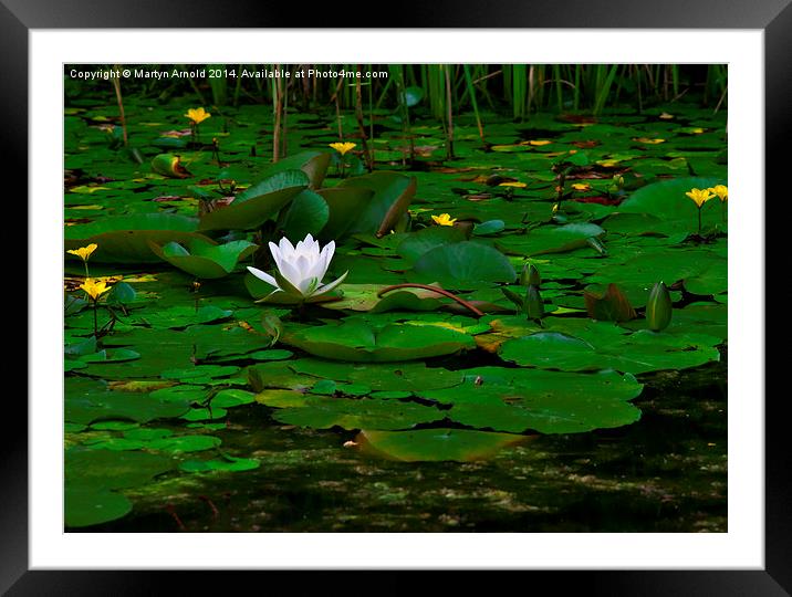 The Lilly Pond Framed Mounted Print by Martyn Arnold