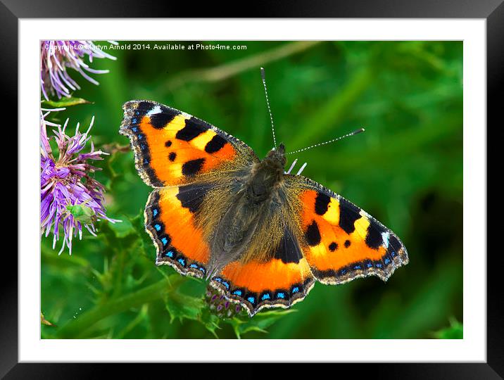  Small Tortoiseshell Butterfly - Aglais Urticae Framed Mounted Print by Martyn Arnold