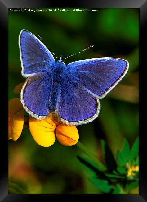  Male Common Blue Butterfly on Birdsfoot Trefoil Framed Print by Martyn Arnold