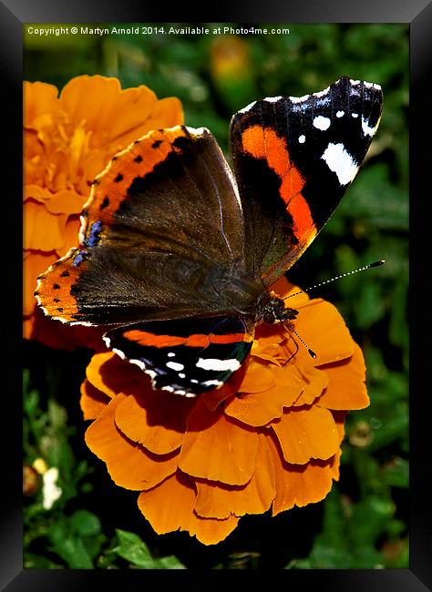  Red Admiral Butterfly on flowers Framed Print by Martyn Arnold
