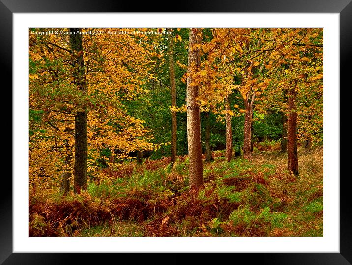  Autumn Colour in The Lake District Framed Mounted Print by Martyn Arnold