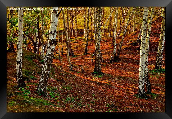  Silver Birch Woodland in Autumn Framed Print by Martyn Arnold