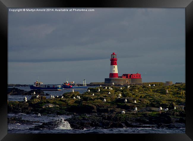  Longstone Lighthouse, boats & birds Farne Islands Framed Print by Martyn Arnold