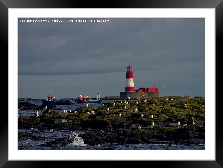  Longstone Lighthouse, boats & birds Farne Islands Framed Mounted Print by Martyn Arnold