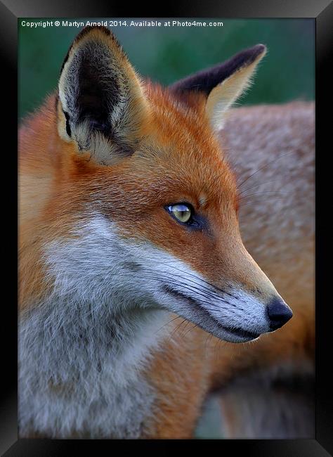  Fox Portrait Framed Print by Martyn Arnold