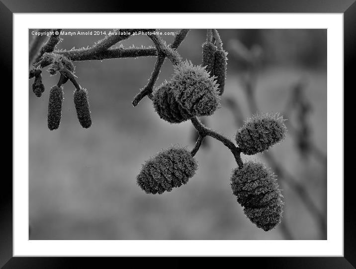 Frosty Morning  Framed Mounted Print by Martyn Arnold