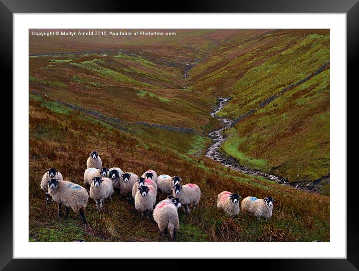 Dales Sheep on Harthope Moor Upper Teesdale Framed Mounted Print by Martyn Arnold