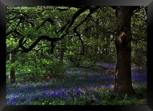  The Bluebell Woodland Glade Framed Print by Martyn Arnold