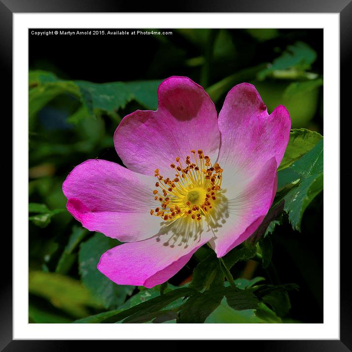 Rosa Canina - The Dog Rose Framed Mounted Print by Martyn Arnold