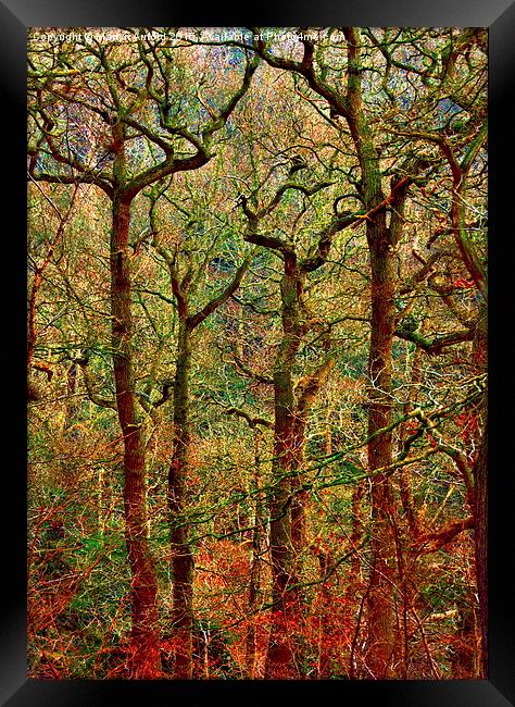  Magical Yew Trees Framed Print by Martyn Arnold