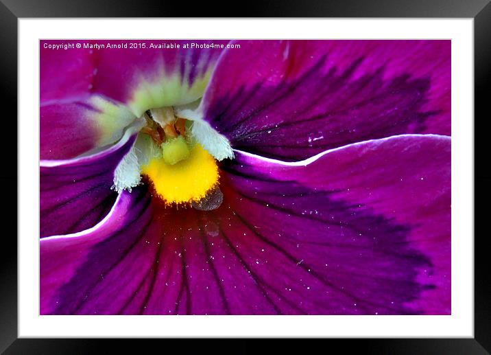  Pollen Loaded Pansy Framed Mounted Print by Martyn Arnold