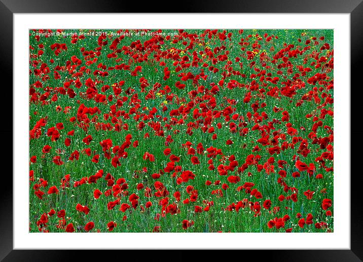  Poppies Framed Mounted Print by Martyn Arnold