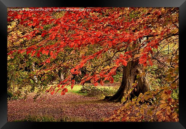 Autumn Leaves Framed Print by Martyn Arnold