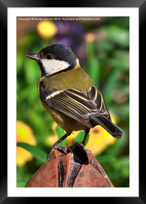  Great Tit ( Parus Major ) Framed Mounted Print by Martyn Arnold