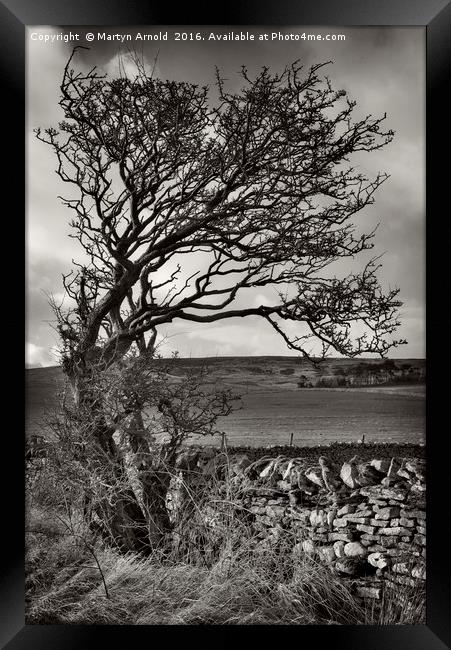 Windswept Winter Tree Framed Print by Martyn Arnold