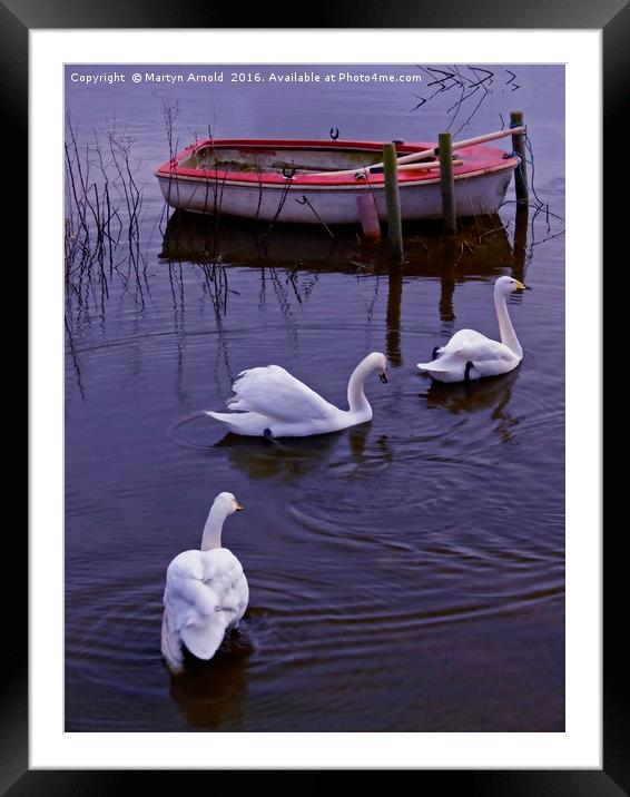 Whooper Swan Family Framed Mounted Print by Martyn Arnold