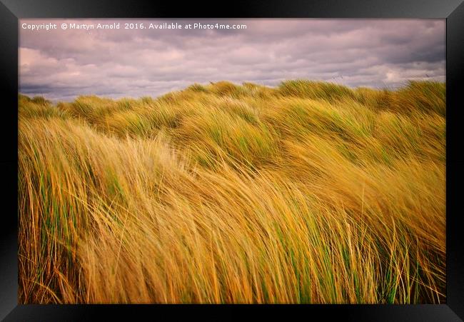 Windswept Grass on the Sand Dunes Framed Print by Martyn Arnold