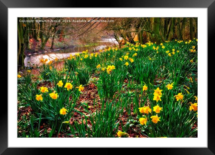 Riverside Daffodils (Narcissus) Framed Mounted Print by Martyn Arnold