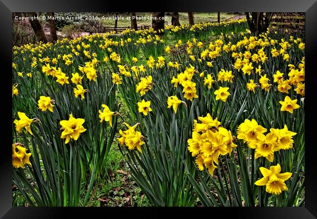 A Host of Golden Daffodils Framed Print by Martyn Arnold