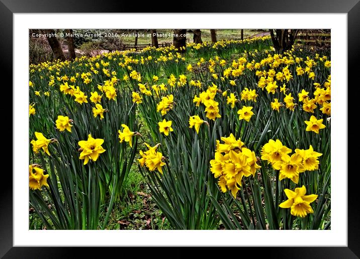 A Host of Golden Daffodils Framed Mounted Print by Martyn Arnold