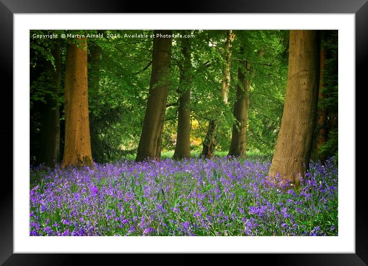 SPRING BLUEBELL WOOD AT THORP PERROW Framed Mounted Print by Martyn Arnold