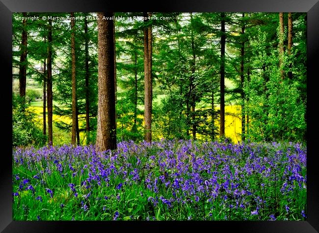 YORKSHIRE BLUEBELL WOODLAND Framed Print by Martyn Arnold
