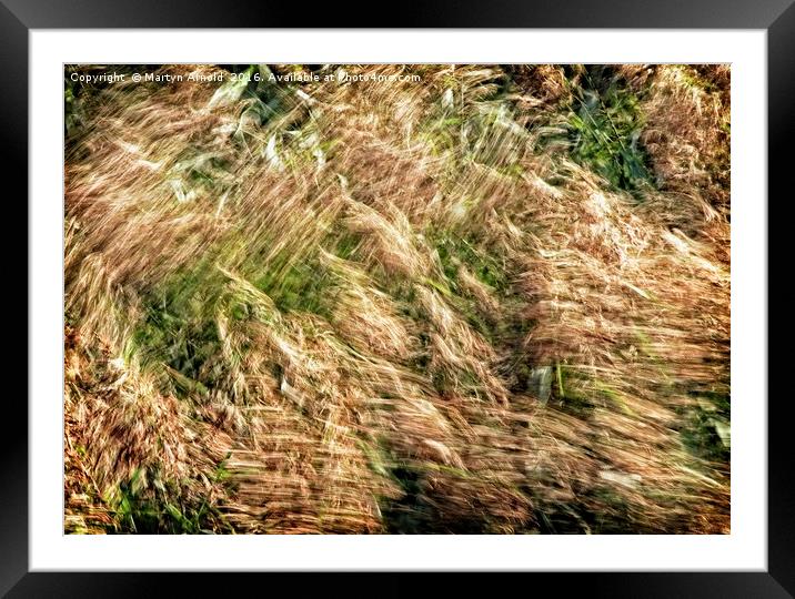 Wind Blown Grasses Framed Mounted Print by Martyn Arnold