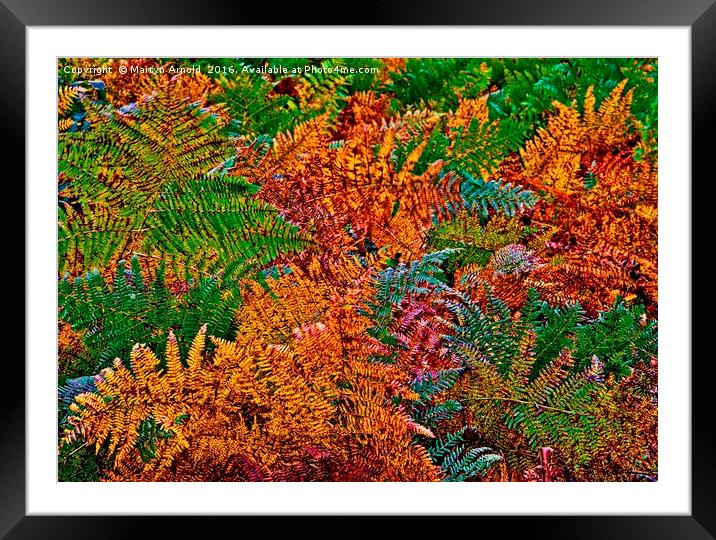 Ferns in Autumn Colours Framed Mounted Print by Martyn Arnold