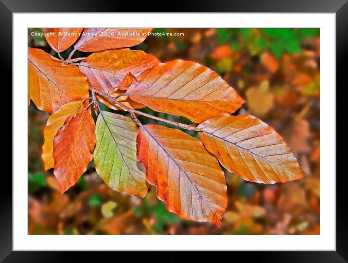 Autumn Beech Leaves Framed Mounted Print by Martyn Arnold