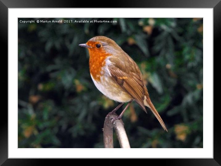 European Robin (Erithacus rubecula) Framed Mounted Print by Martyn Arnold