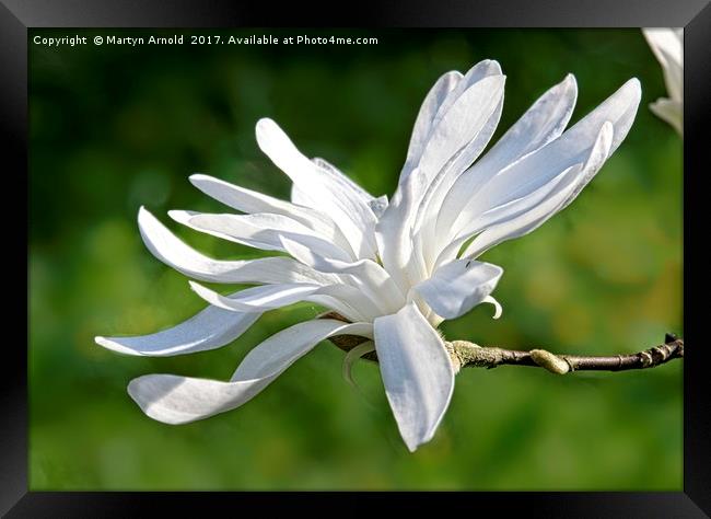 White Magnolia Flower Framed Print by Martyn Arnold