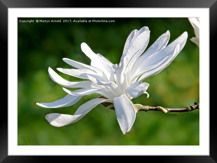 White Magnolia Flower Framed Mounted Print by Martyn Arnold