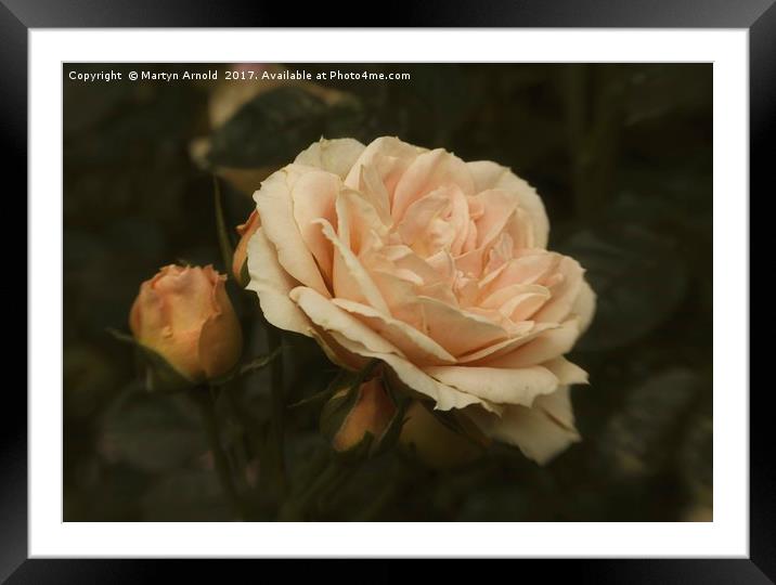 Only a Rose Framed Mounted Print by Martyn Arnold