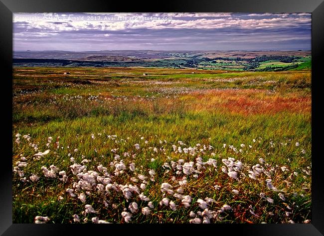 Cotton Grass on the Yorkshire Moors Framed Print by Martyn Arnold