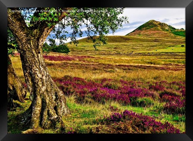 Heather on the North Yorkshire Moors Framed Print by Martyn Arnold