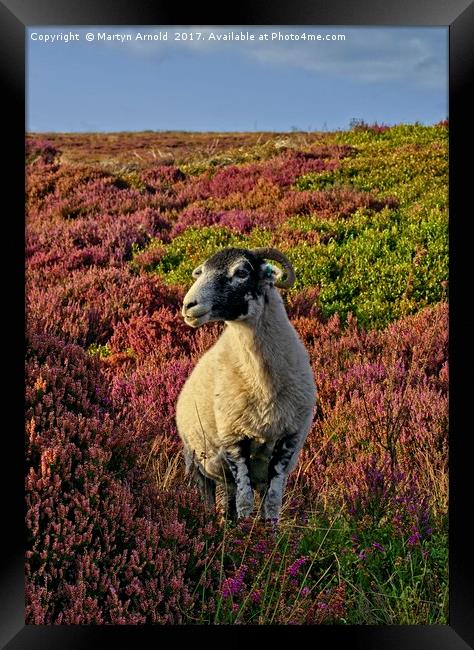 Yorkshire Moorland Sheep in Heather Framed Print by Martyn Arnold