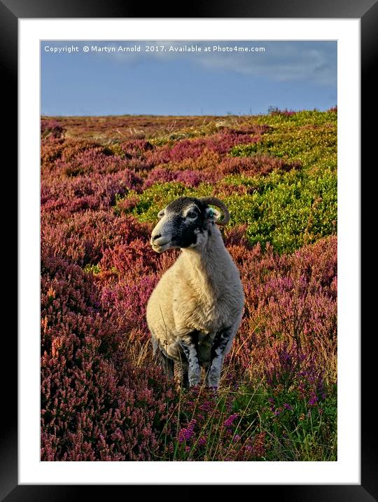 Yorkshire Moorland Sheep in Heather Framed Mounted Print by Martyn Arnold