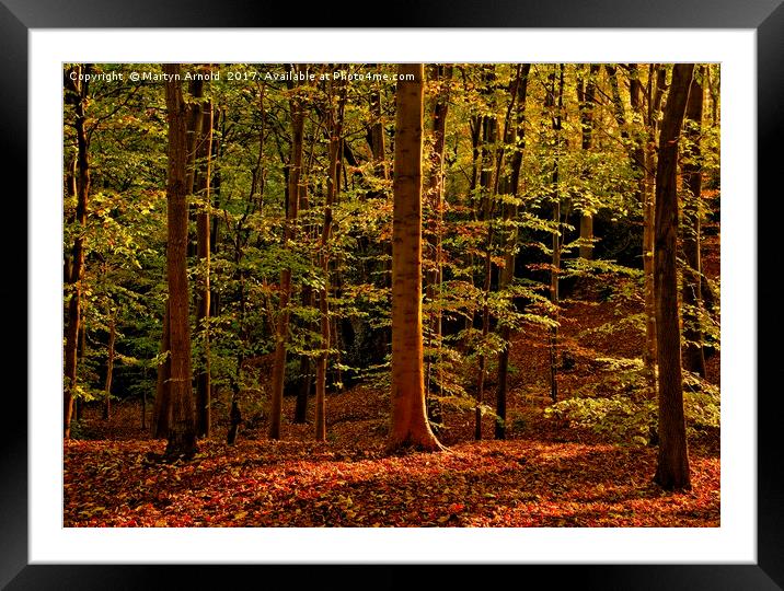 Autumn Woodland Evening Framed Mounted Print by Martyn Arnold