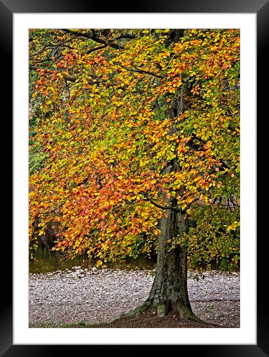 Autumn Beech Tree Framed Mounted Print by Martyn Arnold